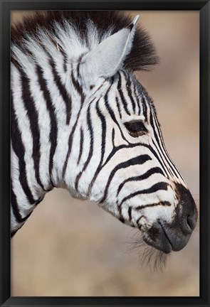 Framed Burchell&#39;s Zebra, Etosha National Park, Namibia Print