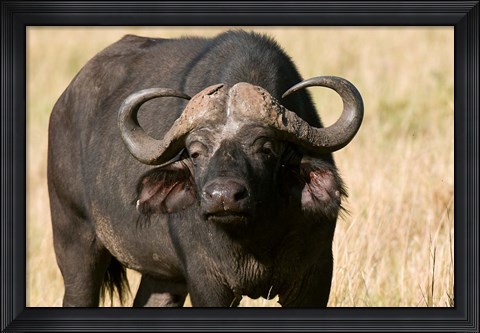 Framed Cape Buffalo, Masai Mara National Reserve, Kenya Print