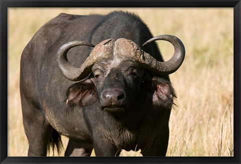 Framed Cape Buffalo, Masai Mara National Reserve, Kenya Print