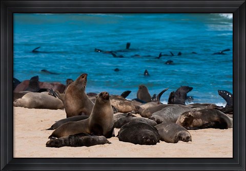 Framed Cape fur seasl, Skeleton Coast NP, Namibia. Print