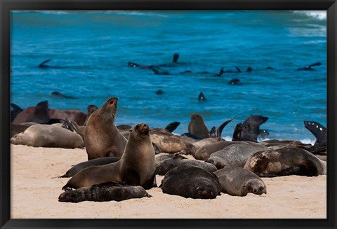 Framed Cape fur seasl, Skeleton Coast NP, Namibia. Print