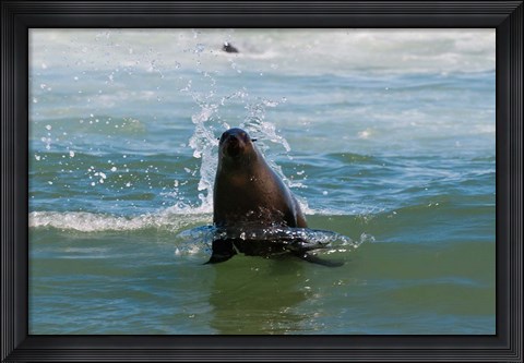 Framed Cape fur seal, Arctocephalus pusilus, Skeleton Coast NP, Namibia. Print