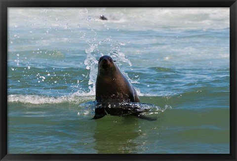Framed Cape fur seal, Arctocephalus pusilus, Skeleton Coast NP, Namibia. Print