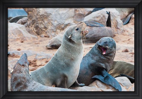 Framed Cape Fur seals, Skeleton Coast, Kaokoland, Namibia. Print