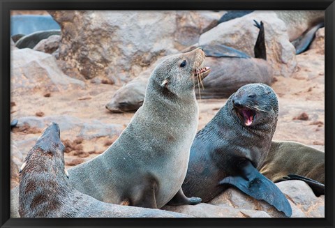 Framed Cape Fur seals, Skeleton Coast, Kaokoland, Namibia. Print