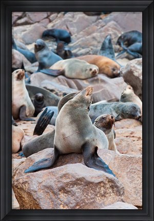 Framed Cape Fur seals, Cape Cross, Skeleton Coast, Kaokoland, Namibia. Print