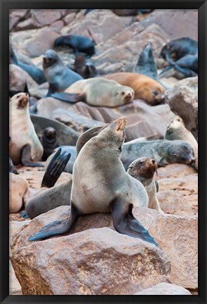 Framed Cape Fur seals, Cape Cross, Skeleton Coast, Kaokoland, Namibia. Print