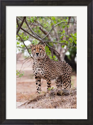 Framed Cheetah, Kapama Game Reserve, South Africa Print