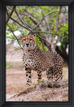 Framed Cheetah, Kapama Game Reserve, South Africa Print