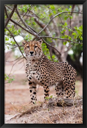 Framed Cheetah, Kapama Game Reserve, South Africa Print