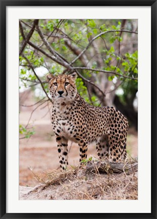 Framed Cheetah, Kapama Game Reserve, South Africa Print