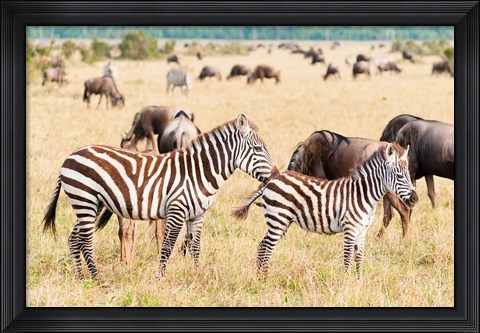 Framed Common Zebra or Burchell&#39;s Zebra, Maasai Mara National Reserve, Kenya Print