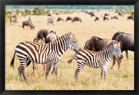 Framed Common Zebra or Burchell&#39;s Zebra, Maasai Mara National Reserve, Kenya Print