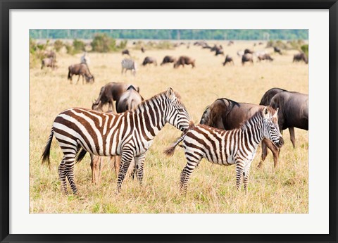 Framed Common Zebra or Burchell&#39;s Zebra, Maasai Mara National Reserve, Kenya Print