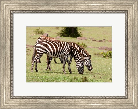 Framed Zebra grazing, Maasai Mara, Kenya Print
