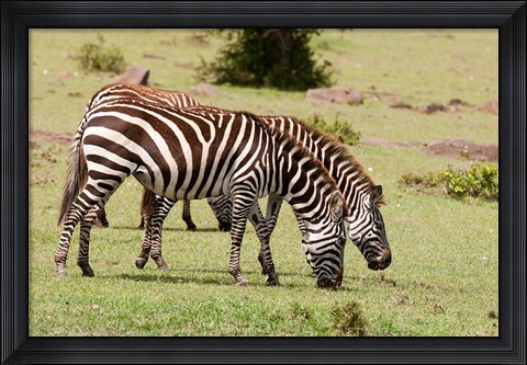 Framed Zebra grazing, Maasai Mara, Kenya Print