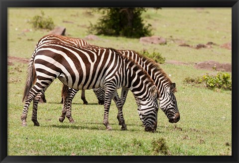 Framed Zebra grazing, Maasai Mara, Kenya Print