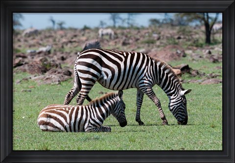 Framed Common Zebra, Maasai Mara, Kenya Print