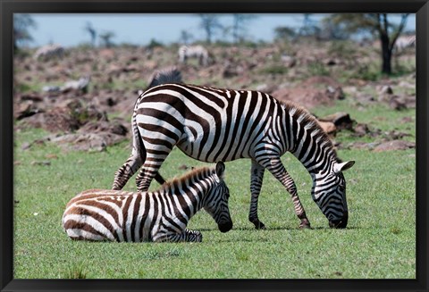 Framed Common Zebra, Maasai Mara, Kenya Print