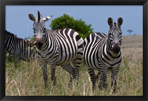 Framed Common Zebra, Masai Mara National Reserve, Kenya Print