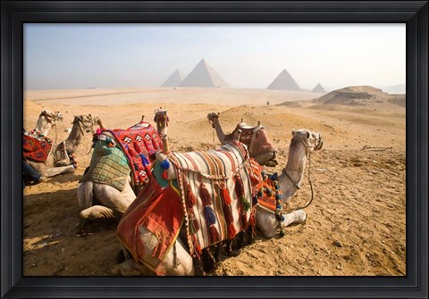Framed Egypt, Cairo, Camels, desert sands of Giza Pyramids Print