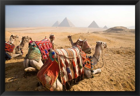 Framed Egypt, Cairo, Camels, desert sands of Giza Pyramids Print