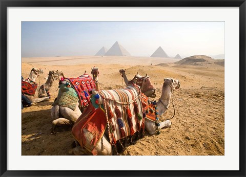 Framed Egypt, Cairo, Camels, desert sands of Giza Pyramids Print