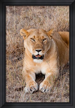 Framed Female lion, Maasai Mara National Reserve, Kenya Print