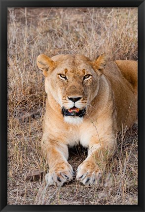 Framed Female lion, Maasai Mara National Reserve, Kenya Print