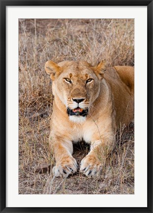 Framed Female lion, Maasai Mara National Reserve, Kenya Print