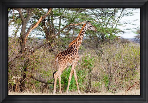 Framed Giraffe, Maasai Mara National Reserve, Kenya Print