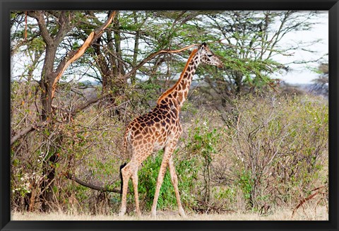 Framed Giraffe, Maasai Mara National Reserve, Kenya Print