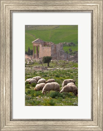Framed Grazing sheep by the Capitole, UNESCO site, Dougga, Tunisia Print