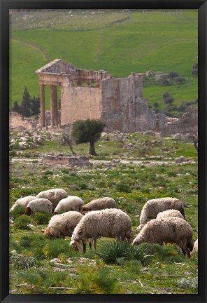 Framed Grazing sheep by the Capitole, UNESCO site, Dougga, Tunisia Print