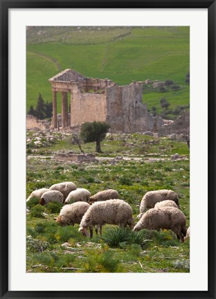 Framed Grazing sheep by the Capitole, UNESCO site, Dougga, Tunisia Print