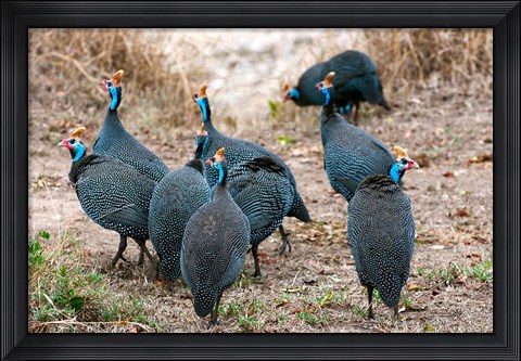 Framed Helmeted guineafowl, Maasai Mara National Reserve, Kenya Print