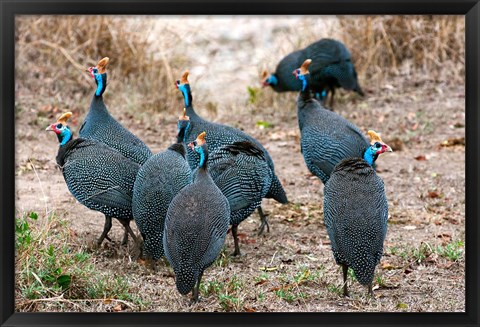 Framed Helmeted guineafowl, Maasai Mara National Reserve, Kenya Print