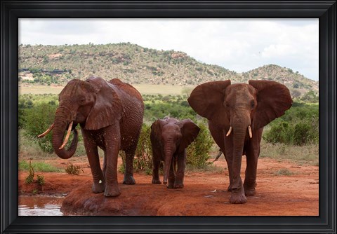 Framed Elephants and baby, Tsavo East NP, Kenya. Print