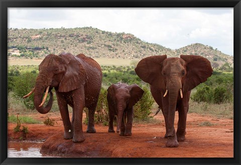 Framed Elephants and baby, Tsavo East NP, Kenya. Print