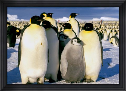 Framed Emperor Penguins, Atka Bay, Weddell Sea, Antarctic Peninsula, Antarctica Print