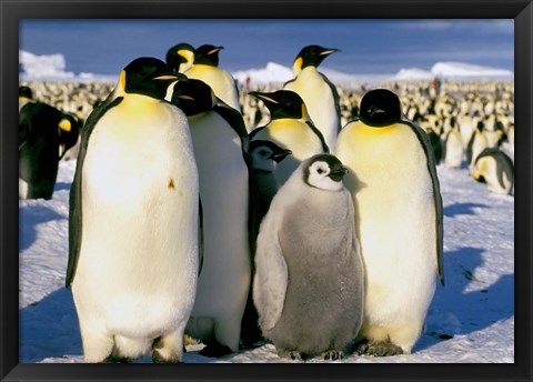 Framed Emperor Penguins, Atka Bay, Weddell Sea, Antarctic Peninsula, Antarctica Print