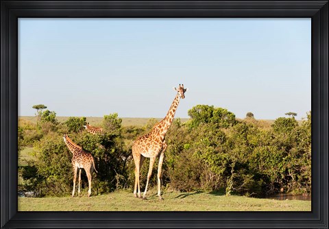 Framed Giraffe, Giraffa camelopardalis, Maasai Mara, Kenya. Print