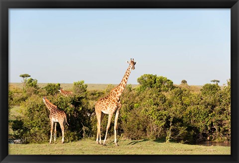 Framed Giraffe, Giraffa camelopardalis, Maasai Mara, Kenya. Print