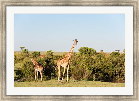 Framed Giraffe, Giraffa camelopardalis, Maasai Mara, Kenya. Print
