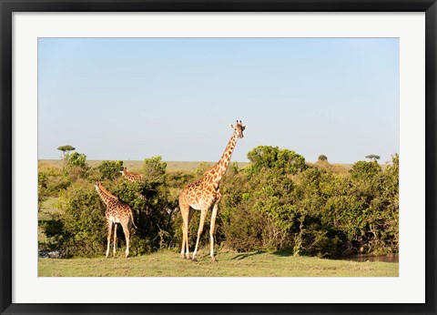 Framed Giraffe, Giraffa camelopardalis, Maasai Mara, Kenya. Print