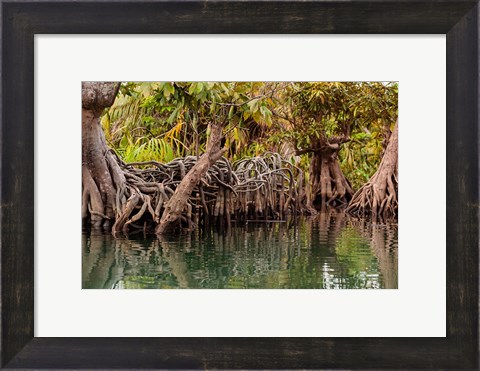 Framed Africa, Liberia, Monrovia. View of mangroves on the Du River. Print