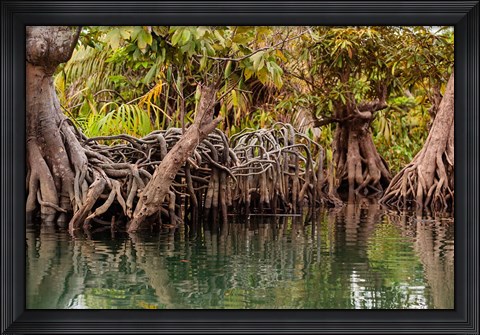 Framed Africa, Liberia, Monrovia. View of mangroves on the Du River. Print
