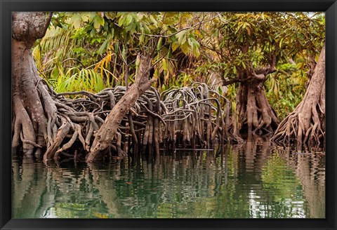 Framed Africa, Liberia, Monrovia. View of mangroves on the Du River. Print