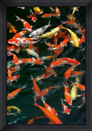 Framed China, Hong Kong, Kowloon, Koi carp in Nan Lian Garden Print
