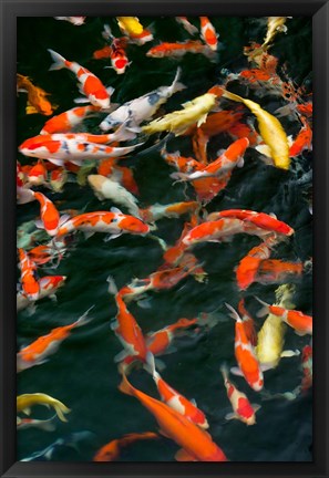 Framed China, Hong Kong, Kowloon, Koi carp in Nan Lian Garden Print